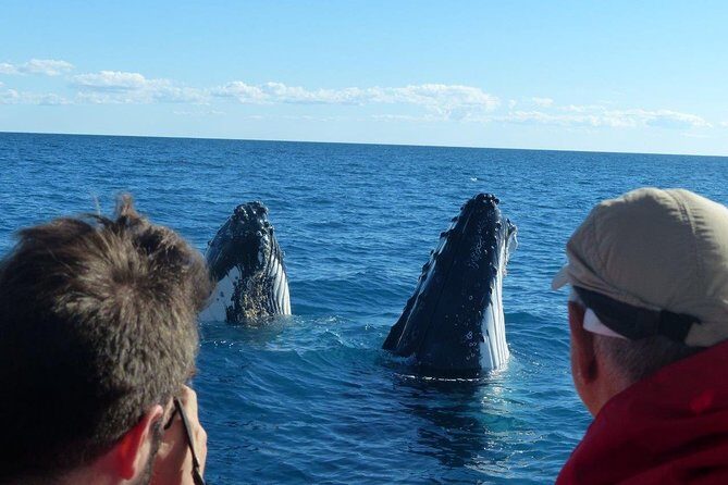 Spirit of Hervey Bay Whale Watching Cruise - The Itinerary: What to Expect