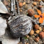 Spring Wildflower Private Day Tours - The Itinerary Breakdown