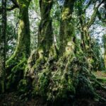 Springbrook Waterfalls & Natural Bridge Tour from Gold Coast - Practical Details and Tips