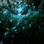 Starburst Cathedral deep inside Milky Way Glowworm Cave - Final Thoughts: A Unique, Educational Glowworm Journey