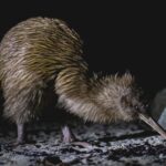 Stewart Island: Wild Kiwi Experiences - Final Thoughts: Who Should Consider This Tour?