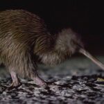 Stewart Island Wild Kiwi Experiences - A Detailed Look at the Day’s Adventure