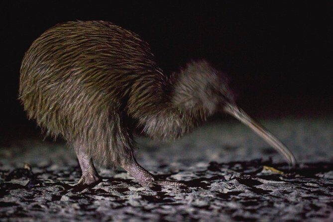 Stewart Island Wild Kiwi Experiences - A Detailed Look at the Day’s Adventure