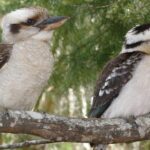 Stradbroke Island 4WD Day Trip from Brisbane - A Detailed Look at the Stradbroke Island 4WD Day Trip