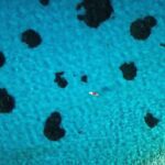 Stroll out of time on the lagoon of Bora Bora - The Experience — What You’ll Actually Do