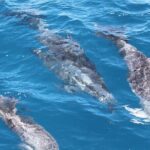 SUMMER K'gari (Fraser Island) Boom-net & Sightseeing Cruise - Authentic Feedback from Travelers