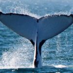 Sunset Cruise Wildlife Watching - Who Should Consider This Tour?