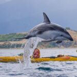 Sunset Evening Kayaking Tour - Kaikoura - The Sum Up