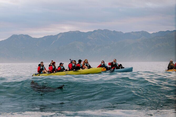 Sunset Kayak tour in Kaikoura - Authentic Experiences from Other Travelers