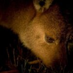 Sunset Nocturnal Adventure Tour - Who Will Love This Tour?