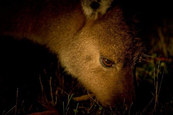 Sunset Nocturnal Adventure Tour - Who Will Love This Tour?