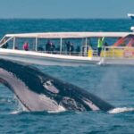 Sunshine Coast: Humpback Whale Cruise And Swim - An In-Depth Look at What This Tour Offers
