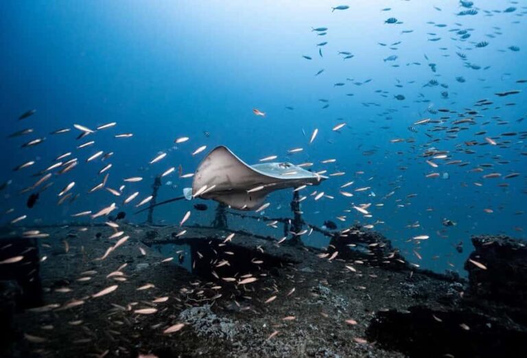 Sunshine Coast: Scuba Dive the Ex-HMAS Brisbane Ship Wreck - FAQs