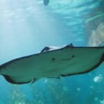 Sunshine Coast: SEA LIFE Sunshine Coast Entry Ticket - Practical Tips for Visiting