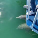 Surfers Paradise Sightseeing Midday River Cruise - Frequently Asked Questions