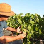 Swan Valley Wine Discovery: Private Tour from Perth - Analyzing the Value