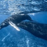 Swim in Moorea with Humpback Whales and More - The Itinerary: What to Expect on the Day