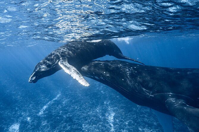 Swim in Moorea with Humpback Whales and More - The Itinerary: What to Expect on the Day