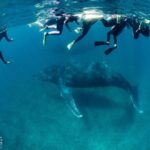 Swim with Humpback Whales - Ningaloo Reef - 3 Islands Whale Shark Dive - The Value of This Experience