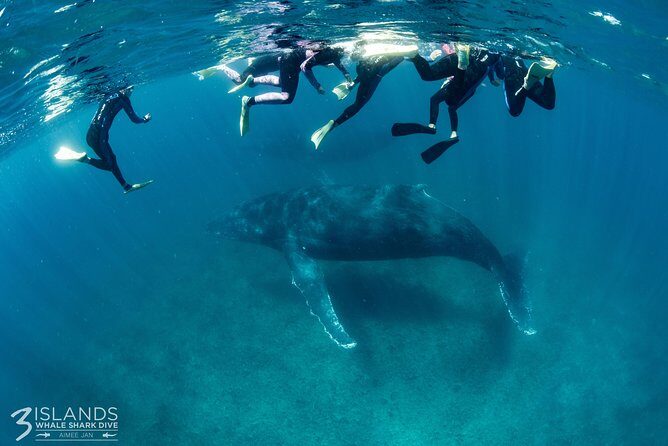 Swim with Humpback Whales - Ningaloo Reef - 3 Islands Whale Shark Dive - The Value of This Experience