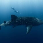 Swim with Whale Sharks in the Ningaloo Reef: 3 Island Shark Dive - The Group Dynamic and Practical Considerations