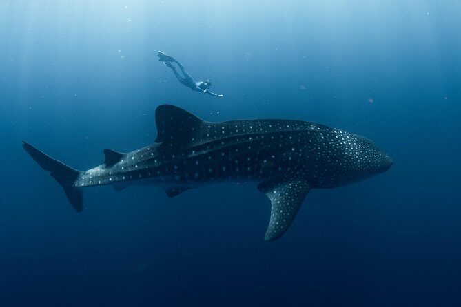 Swim with Whale Sharks in the Ningaloo Reef: 3 Island Shark Dive - The Group Dynamic and Practical Considerations