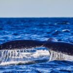 Swim with Whales Gold Coast - The Sum Up: Is It Worth It?