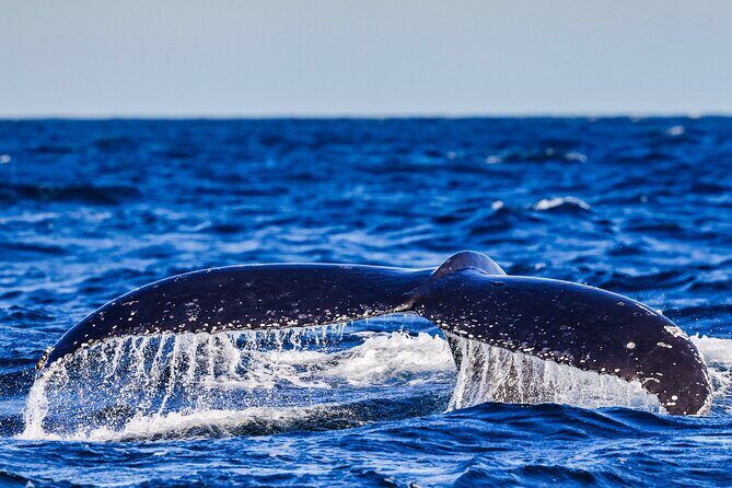 Swim with Whales Gold Coast - The Sum Up: Is It Worth It?