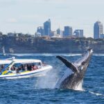 Sydney: 2.5 hour Adventure Whale Watching Cruise - What Travelers Say