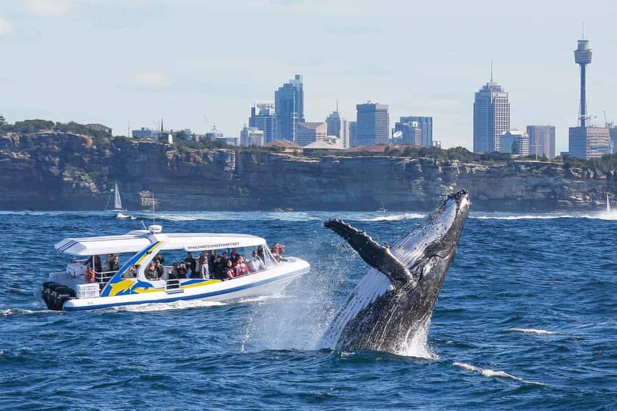 Sydney: 2.5 hour Adventure Whale Watching Cruise - What Travelers Say