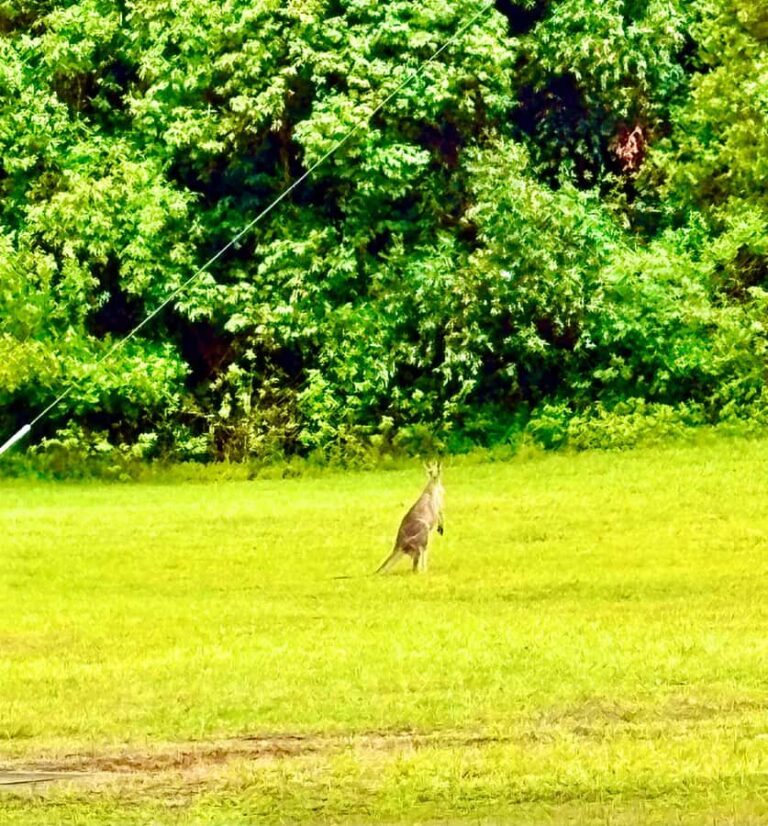 Sydney Blue Mountains Day Trip with Scenic World Entry - What Makes This Tour Stand Out?