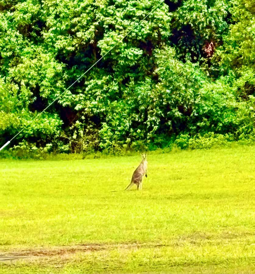 Sydney Blue Mountains Day Trip with Scenic World Entry - What Makes This Tour Stand Out?