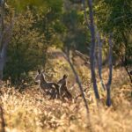 Sydney: Blue Mountains Kangaroos, Wilderness and Sunset Tour - The Value of This Tour