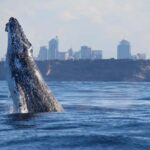 Sydney: Discovery Whale Watching Tour by Catamaran - The Value Proposition