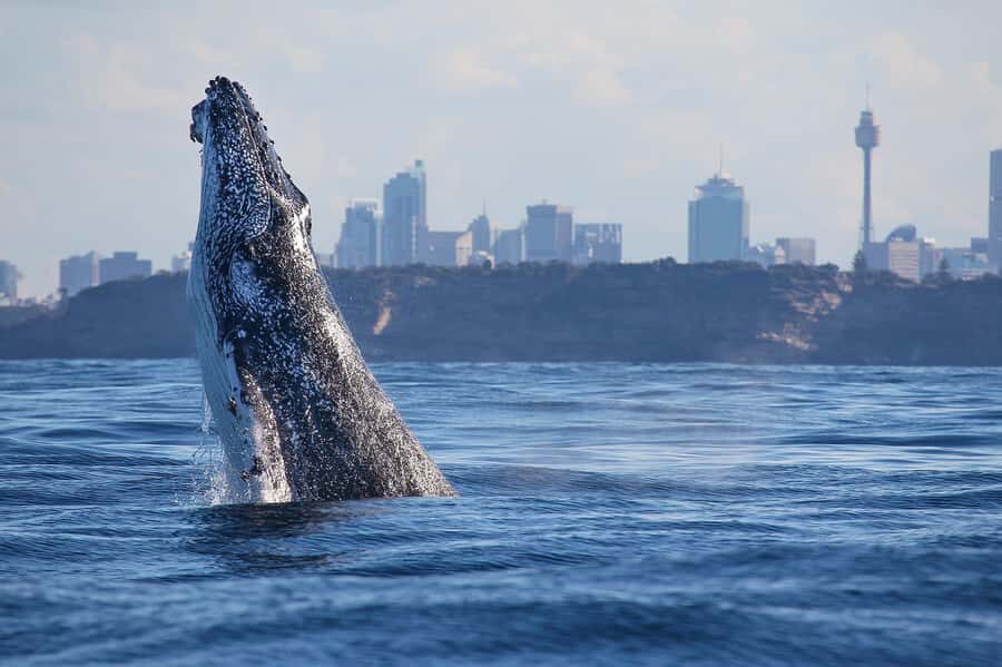 Sydney: Discovery Whale Watching Tour by Catamaran - The Value Proposition