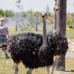Sydney: Featherdale Wildlife Park Private Tour - Is This Tour Worth the Price?