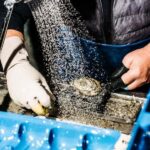 Sydney: Fish Market Food Tour - Who Will Love This Tour?