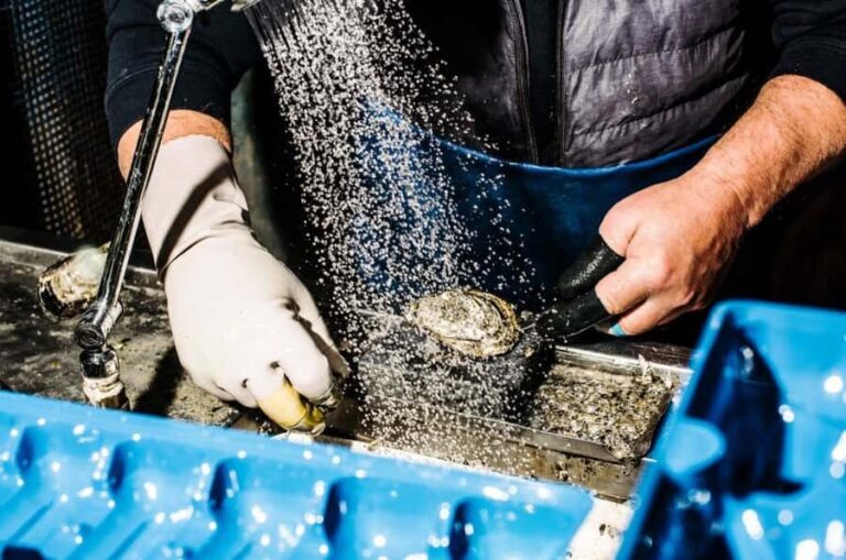 Sydney: Fish Market Food Tour - Who Will Love This Tour?