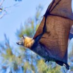 Sydney: Flying Fox Tour, Australia's Largest Bats - Detailed Itinerary Breakdown