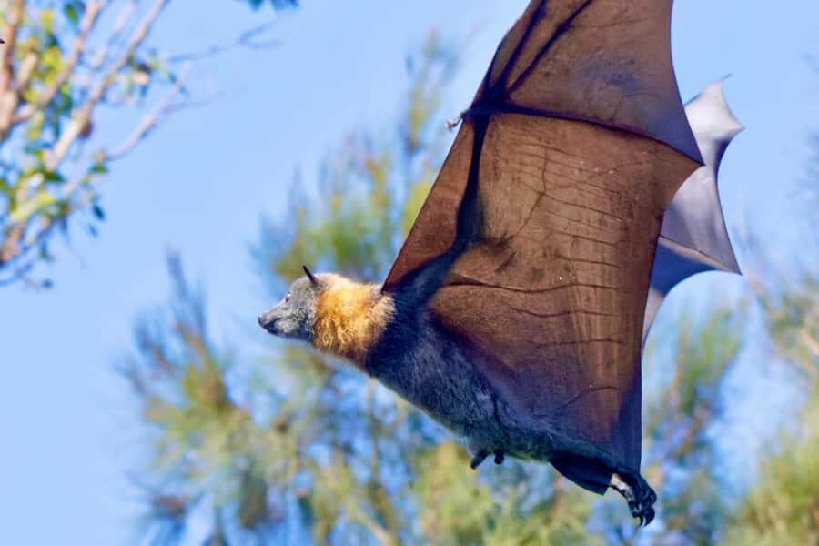 Sydney: Flying Fox Tour, Australia's Largest Bats - Detailed Itinerary Breakdown