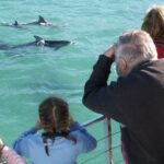 Sydney: Jervis Bay Day Trip with Dolphins, Roos & Beach Time - An In-Depth Review of the Jervis Bay Day Trip