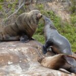 Sydney Kayak Seal Encounter Adventure with Gourmet Food - Experience a Unique Encounter in Sydney’s Natural Setting