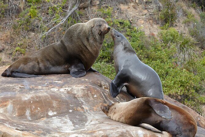 Sydney Kayak Seal Encounter Adventure with Gourmet Food - Experience a Unique Encounter in Sydney’s Natural Setting