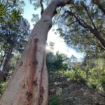 Sydney: Ku-ring-gai National Park with swim and picnic - What’s Included and Why It Matters