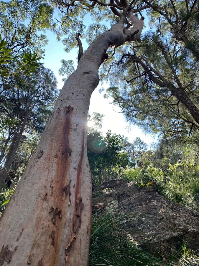 Sydney: Ku-ring-gai National Park with swim and picnic - What’s Included and Why It Matters