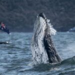 Sydney: Ocean Whale Watching Experience - Key Points
