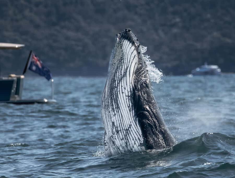 Sydney: Ocean Whale Watching Experience - Key Points