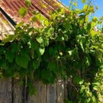 Sydney: PRIVATE Hunter Valley Wine Tasting Luxe Tour (10h) - Final Thoughts