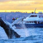 Sydney: Scenic Whale Watching Cruise - Whales Guaranteed - The Itinerary in Detail