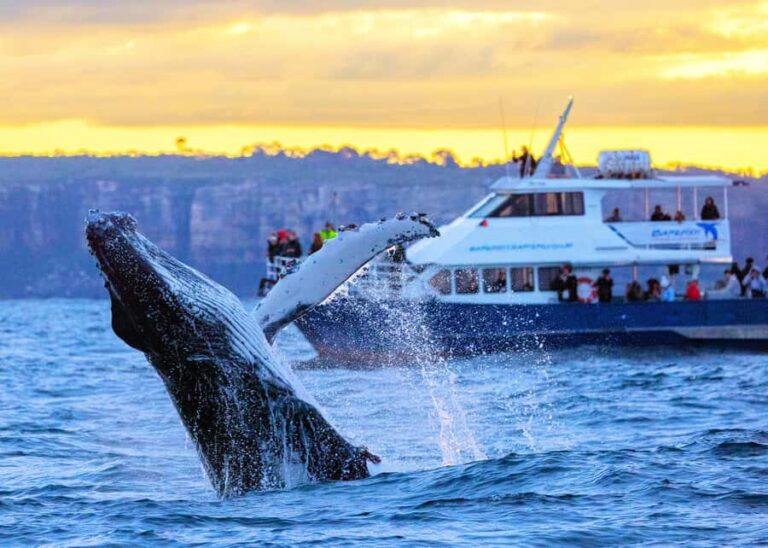 Sydney: Scenic Whale Watching Cruise - Whales Guaranteed - The Itinerary in Detail